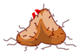 Testicules du Mulou