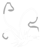 Touffe de Cheveux Blancs
