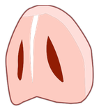 Nez du Petit Sanglier