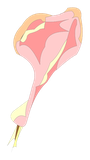 Cuisse malodorante de Bouftou