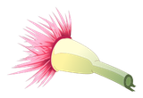 Fleur de Kaliptus