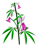 Fleur de Chanvre