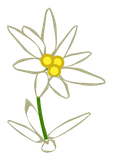 Edelweiss