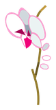 Orchidée Freyesque