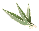 Feuille de Kaliptus