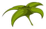 Bractée de Chiendent