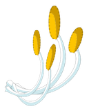 Etamine de Floribonde