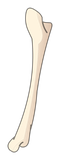 Fémur de Sphincter Cell