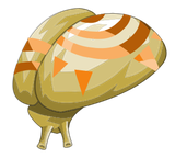 Fragment de cerveau poli