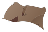 Peau de Sphincter Cell